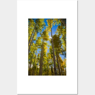 Quaking aspen (Populus tremuloides) in autumn (C034/4977) Posters and Art